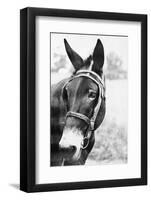 Mule's Head-Philip Gendreau-Framed Photographic Print