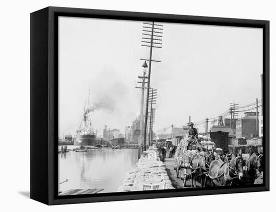 Mule Teams on the Levee, New Orleans, La.-null-Framed Stretched Canvas