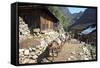 Mule Train Between Phakding and Namche, Everest Base Camp Trek, Solukhumbu, Nepal, Himalayas, Asia-Peter Barritt-Framed Stretched Canvas