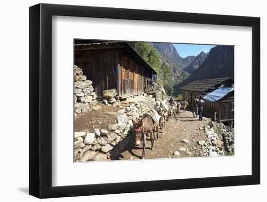 Mule Train Between Phakding and Namche, Everest Base Camp Trek, Solukhumbu, Nepal, Himalayas, Asia-Peter Barritt-Framed Photographic Print