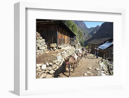 Mule Train Between Phakding and Namche, Everest Base Camp Trek, Solukhumbu, Nepal, Himalayas, Asia-Peter Barritt-Framed Photographic Print