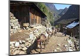 Mule Train Between Phakding and Namche, Everest Base Camp Trek, Solukhumbu, Nepal, Himalayas, Asia-Peter Barritt-Mounted Photographic Print