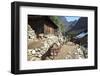 Mule Train Between Phakding and Namche, Everest Base Camp Trek, Solukhumbu, Nepal, Himalayas, Asia-Peter Barritt-Framed Premium Photographic Print