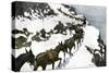 Mule Train Going to the Silver Mines of Colorado-null-Stretched Canvas