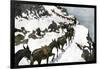 Mule Train Going to the Silver Mines of Colorado-null-Framed Giclee Print