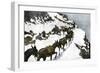 Mule Train Going to the Silver Mines of Colorado-null-Framed Giclee Print