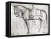 Mule-Antonio Pisani Pisanello-Framed Stretched Canvas