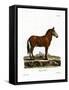 Mule-null-Framed Stretched Canvas