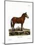 Mule-null-Mounted Giclee Print