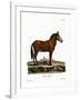 Mule-null-Framed Giclee Print