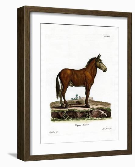 Mule-null-Framed Giclee Print