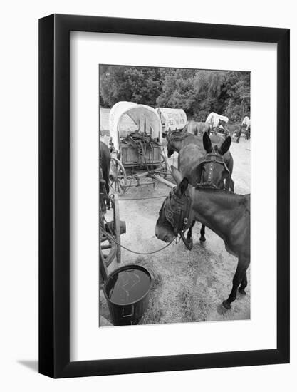 Mules Eating Hay with Carts in Background-null-Framed Photographic Print