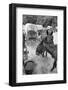 Mules Eating Hay with Carts in Background-null-Framed Photographic Print