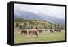 Mules (male donkey x female horse) and Horses, herd, with mountains in background-Bill Coster-Framed Stretched Canvas