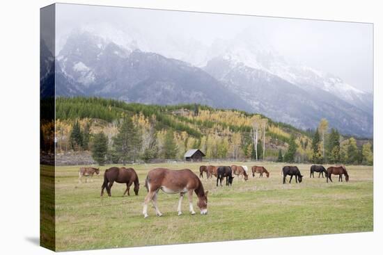 Mules (male donkey x female horse) and Horses, herd, with mountains in background-Bill Coster-Stretched Canvas
