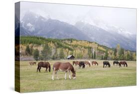 Mules (male donkey x female horse) and Horses, herd, with mountains in background-Bill Coster-Stretched Canvas