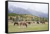 Mules (male donkey x female horse) and Horses, herd, with mountains in background-Bill Coster-Framed Stretched Canvas