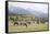 Mules (male donkey x female horse) and Horses, herd, with mountains in background-Bill Coster-Framed Stretched Canvas