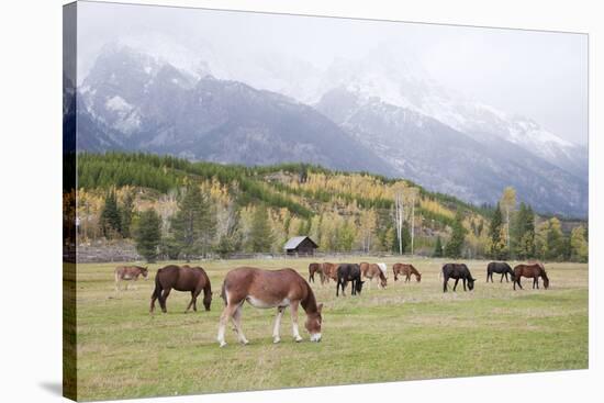 Mules (male donkey x female horse) and Horses, herd, with mountains in background-Bill Coster-Stretched Canvas