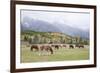 Mules (male donkey x female horse) and Horses, herd, with mountains in background-Bill Coster-Framed Photographic Print