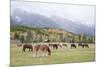 Mules (male donkey x female horse) and Horses, herd, with mountains in background-Bill Coster-Mounted Photographic Print