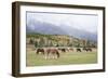 Mules (male donkey x female horse) and Horses, herd, with mountains in background-Bill Coster-Framed Photographic Print