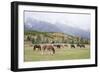 Mules (male donkey x female horse) and Horses, herd, with mountains in background-Bill Coster-Framed Photographic Print