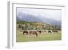 Mules (male donkey x female horse) and Horses, herd, with mountains in background-Bill Coster-Framed Photographic Print