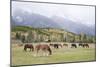 Mules (male donkey x female horse) and Horses, herd, with mountains in background-Bill Coster-Mounted Photographic Print