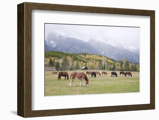 Mules (male donkey x female horse) and Horses, herd, with mountains in background-Bill Coster-Framed Photographic Print
