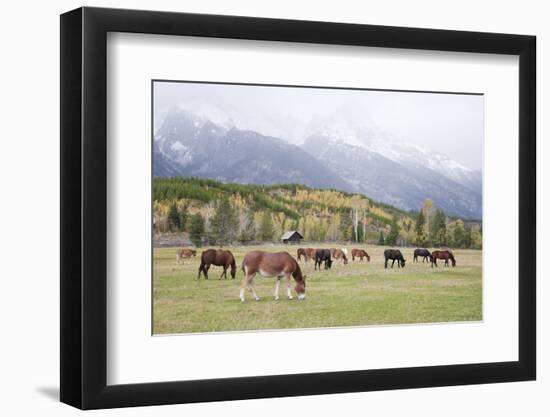 Mules (male donkey x female horse) and Horses, herd, with mountains in background-Bill Coster-Framed Photographic Print