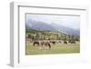 Mules (male donkey x female horse) and Horses, herd, with mountains in background-Bill Coster-Framed Photographic Print