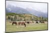 Mules (male donkey x female horse) and Horses, herd, with mountains in background-Bill Coster-Mounted Photographic Print