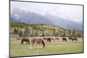 Mules (male donkey x female horse) and Horses, herd, with mountains in background-Bill Coster-Mounted Photographic Print