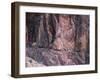 Mules Taking Tourists Along the Colorado River Trail, Grand Canyon, Arizona, USA-Kober Christian-Framed Photographic Print