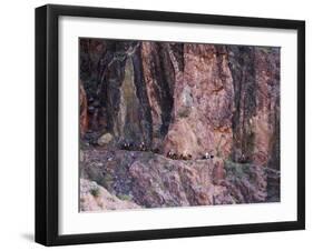 Mules Taking Tourists Along the Colorado River Trail, Grand Canyon, Arizona, USA-Kober Christian-Framed Photographic Print