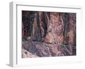 Mules Taking Tourists Along the Colorado River Trail, Grand Canyon, Arizona, USA-Kober Christian-Framed Photographic Print