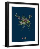 Mulgedium Alpinum; Blue Sow-Thistle-null-Framed Giclee Print