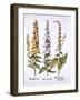 Mullein, Genus Verbascum, from 'Hortus Eystettensis', by Basil Besler (1561-1629), Pub. 1613 (Hand-German School-Framed Giclee Print