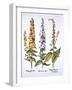 Mullein, Genus Verbascum, from 'Hortus Eystettensis', by Basil Besler (1561-1629), Pub. 1613 (Hand-German School-Framed Giclee Print