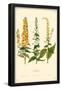 Mulleins Flowers-null-Framed Poster