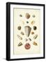 Muller Shells, Tab. III-Gabriel Muller-Framed Art Print