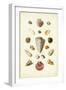 Muller Shells, Tab. III-Gabriel Muller-Framed Art Print