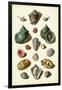 Muller Shells, Tab. V-Gabriel Muller-Framed Art Print