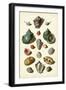 Muller Shells, Tab. V-Gabriel Muller-Framed Art Print