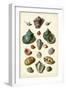 Muller Shells, Tab. V-Gabriel Muller-Framed Art Print