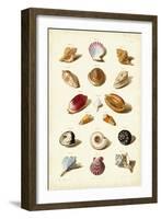 Muller Shells, Tab. VI-Gabriel Muller-Framed Art Print