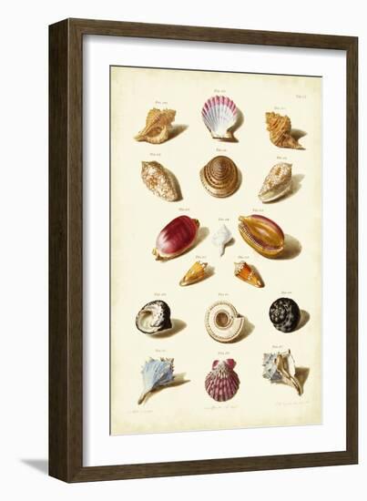 Muller Shells, Tab. VI-Gabriel Muller-Framed Art Print