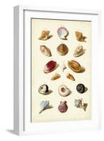 Muller Shells, Tab. VI-Gabriel Muller-Framed Art Print