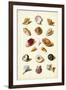 Muller Shells, Tab. VI-Gabriel Muller-Framed Art Print